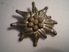 Edelweiß (7 Pollen, einfarbig).JPG