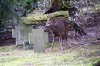 DSCF0106_Reh.jpg